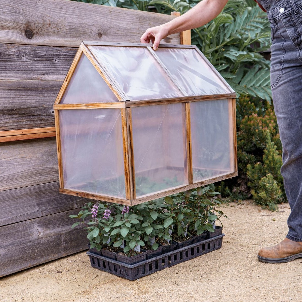 Jenn's Mini Greenhouse